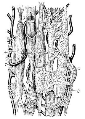 Большая Советская Энциклопедия (ГЛ) - i010-001-255668519.jpg