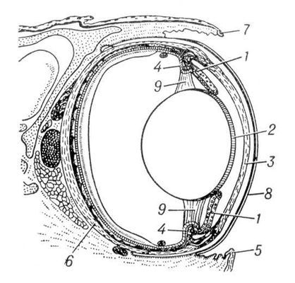 Большая Советская Энциклопедия (ГЛ) - i010-001-259948751.jpg