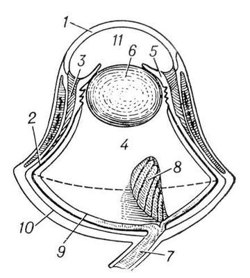 Большая Советская Энциклопедия (ГЛ) - i010-001-267682042.jpg