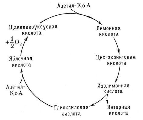 Большая Советская Энциклопедия (ГЛ) - i009-001-205631747.jpg