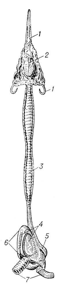 Большая Советская Энциклопедия (ГО) - i010-001-248792586.jpg