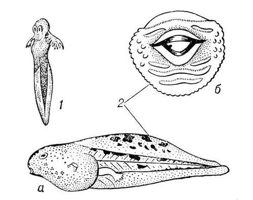 Большая Советская Энциклопедия (ГО) - i010-001-261060648.jpg