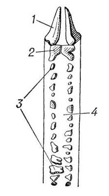 Большая Советская Энциклопедия (ГО) - i008-pictures-001-290963951.jpg