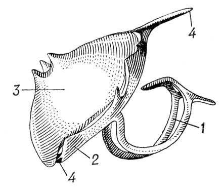 Большая Советская Энциклопедия (ГО) - i010-001-260717260.jpg