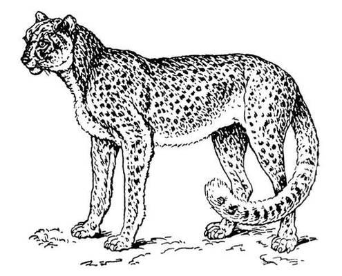 Большая Советская Энциклопедия (ГЕ) - i010-001-261491578.jpg