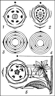 Большая Советская Энциклопедия (ДИ) - i010-001-282524041.jpg