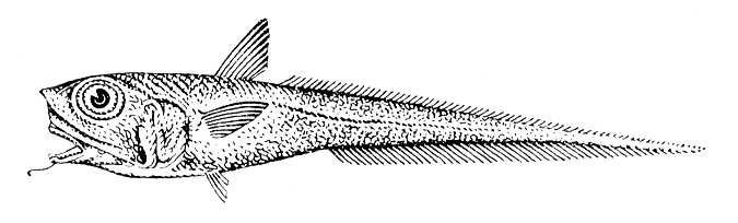 Большая Советская Энциклопедия (ДЛ) - i010-001-250012216.jpg