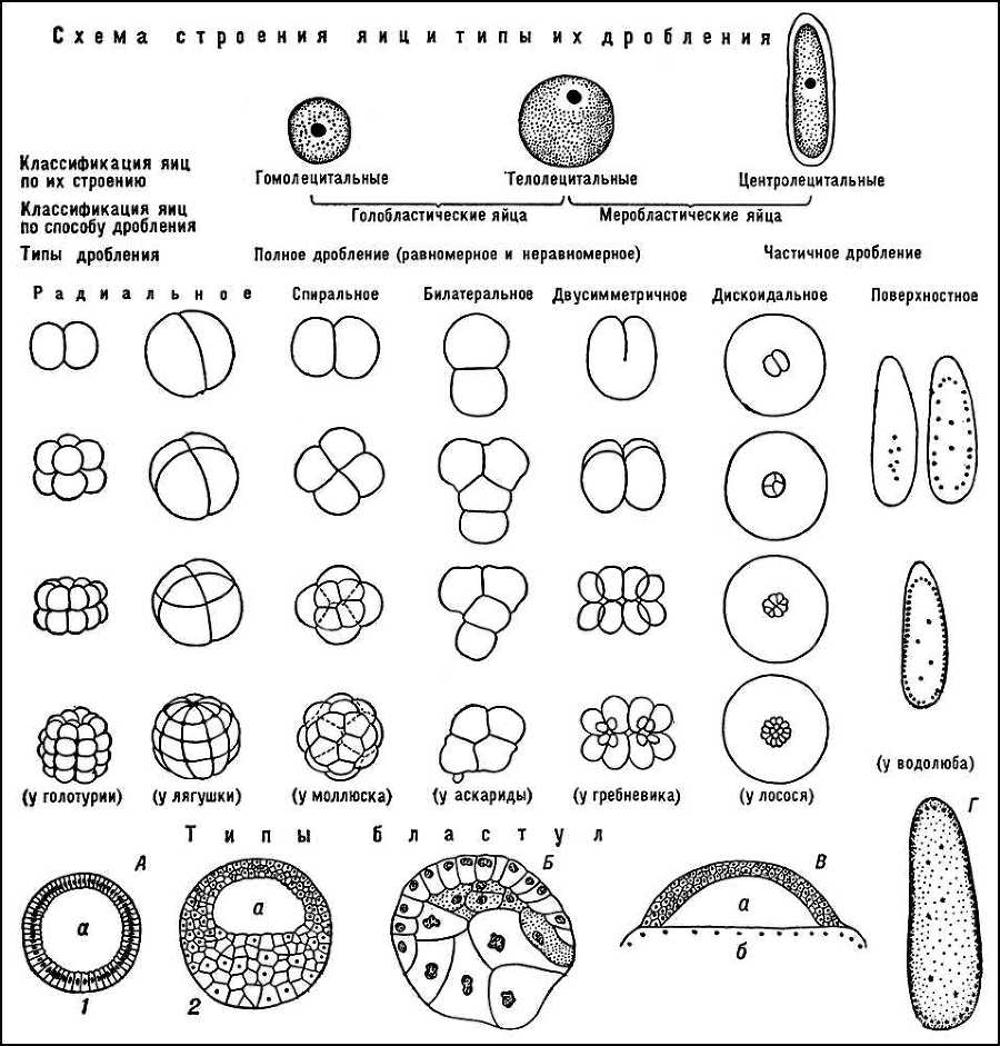 Большая Советская Энциклопедия (ДР) - i010-001-280720975.jpg