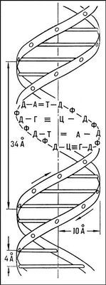 Большая Советская Энциклопедия (ДЕ) - i010-001-248768669.jpg