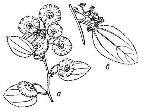 Большая Советская Энциклопедия (ДЕ) - i009-001-221309424.jpg