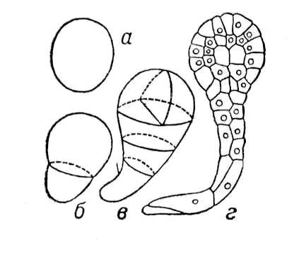 Большая Советская Энциклопедия (ЗА) - i008-pictures-001-298537434.jpg