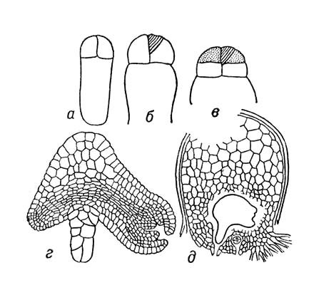 Большая Советская Энциклопедия (ЗА) - i009-001-211644809.jpg