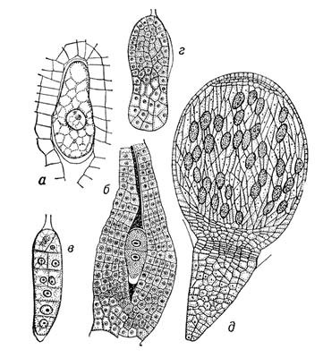 Большая Советская Энциклопедия (ЗА) - i009-001-226245794.jpg