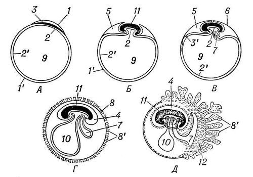 Большая Советская Энциклопедия (ЗА) - i010-001-248751876.jpg