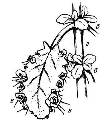 Большая Советская Энциклопедия (ЖИ) - i009-001-209234043.jpg