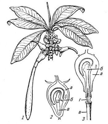 Большая Советская Энциклопедия (ЖИ) - i010-001-272768976.jpg