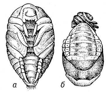 Большая Советская Энциклопедия (ЖУ) - i009-001-221803903.jpg