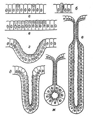 Большая Советская Энциклопедия (ЖЕ) - i009-001-208142558.jpg