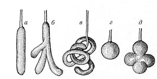 Большая Советская Энциклопедия (ЖЕ) - i009-001-238973391.jpg