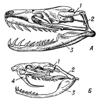 Большая Советская Энциклопедия (ЗМ) - i009-001-222437954.jpg