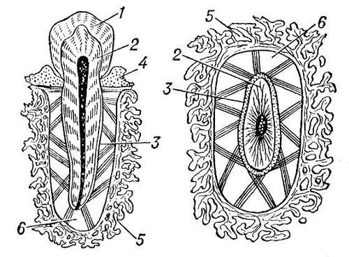 Большая Советская Энциклопедия (ЗУ) - i009-001-225743431.jpg