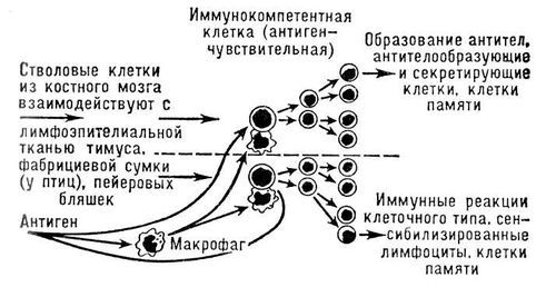 Большая Советская Энциклопедия (ИМ) - i009-001-238970364.jpg