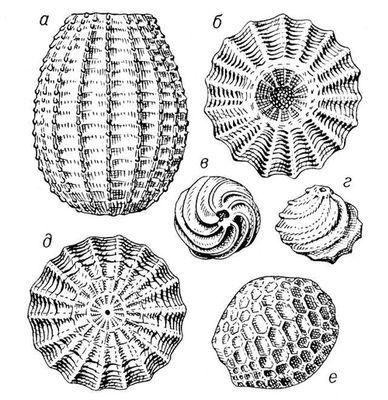 Большая Советская Энциклопедия (ИС) - i010-001-255422751.jpg