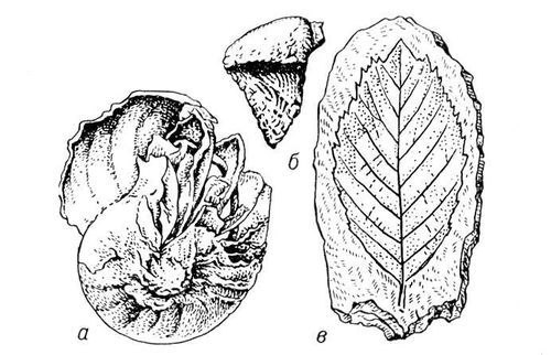 Большая Советская Энциклопедия (ИС) - i010-001-268603145.jpg