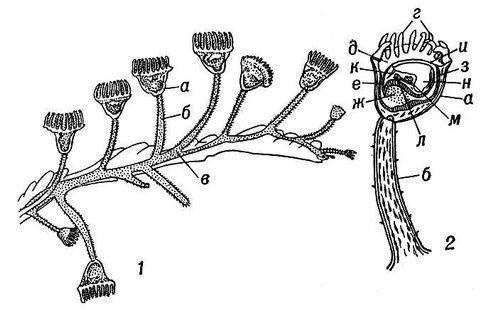Большая Советская Энциклопедия (КА) - i008-pictures-001-293554126.jpg
