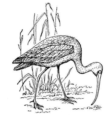 Большая Советская Энциклопедия (КА) - i008-pictures-001-290715512.jpg