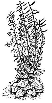 Большая Советская Энциклопедия (КА) - i010-001-282021882.jpg