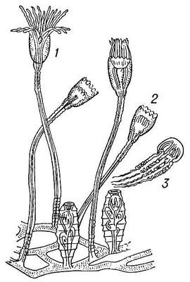 Большая Советская Энциклопедия (КИ) - i009-001-216206386.jpg