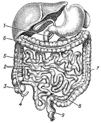 Большая Советская Энциклопедия (КИ) - i009-001-235304568.jpg