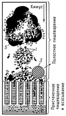 Большая Советская Энциклопедия (КИ) - i010-001-248467473.jpg