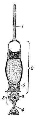 Большая Советская Энциклопедия (КО) - i009-001-213701435.jpg