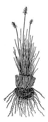 Большая Советская Энциклопедия (КО) - i009-001-222732003.jpg