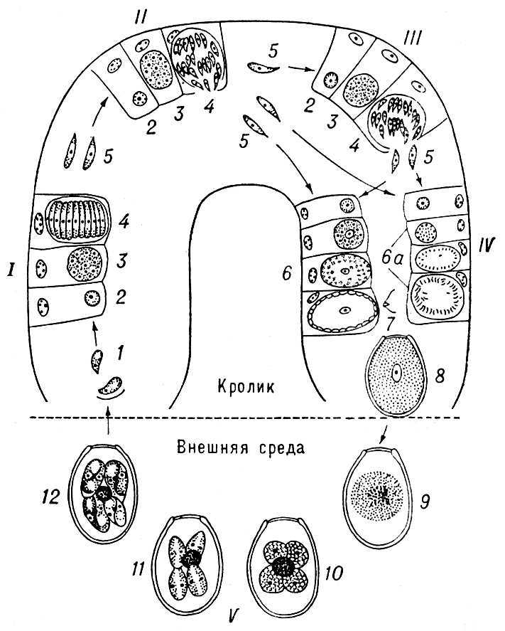 Большая Советская Энциклопедия (КО) - i009-001-237336673.jpg