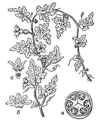 Большая Советская Энциклопедия (КО) - i009-001-231634428.jpg