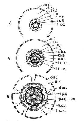 Большая Советская Энциклопедия (КО) - i010-001-255237779.jpg