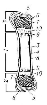 Большая Советская Энциклопедия (КО) - i009-001-204789157.jpg