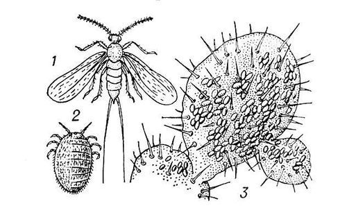 Большая Советская Энциклопедия (КО) - i008-pictures-001-289795902.jpg