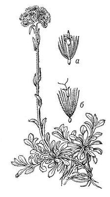 Большая Советская Энциклопедия (КО) - i009-001-235949396.jpg