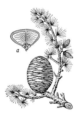 Большая Советская Энциклопедия (КЕ) - i009-001-208781652.jpg