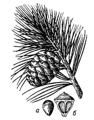 Большая Советская Энциклопедия (КЕ) - i009-001-222461478.jpg