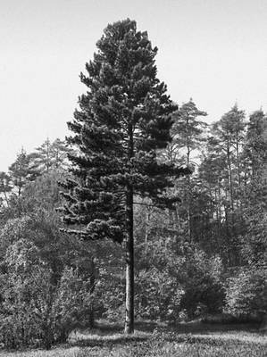 Большая Советская Энциклопедия (КЕ) - i009-001-225020404.jpg