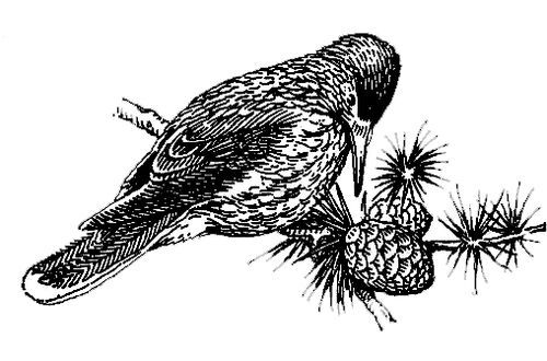 Большая Советская Энциклопедия (КЕ) - i010-001-285116966.jpg