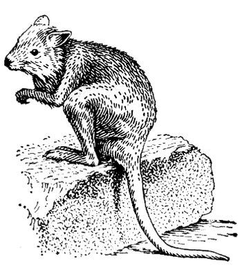 Большая Советская Энциклопедия (КЕ) - i009-001-201024554.jpg