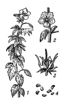 Большая Советская Энциклопедия (КЕ) - i009-001-211803034.jpg