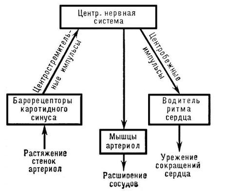 Большая Советская Энциклопедия (КР) - i010-001-253076479.jpg