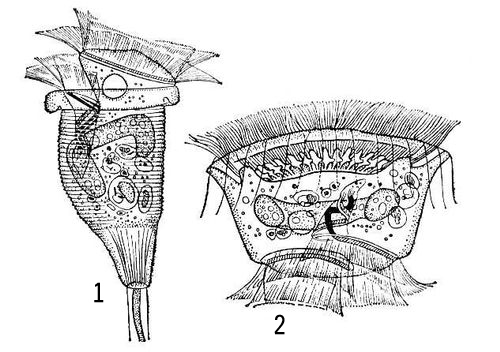 Большая Советская Энциклопедия (КР) - i010-001-262821976.jpg